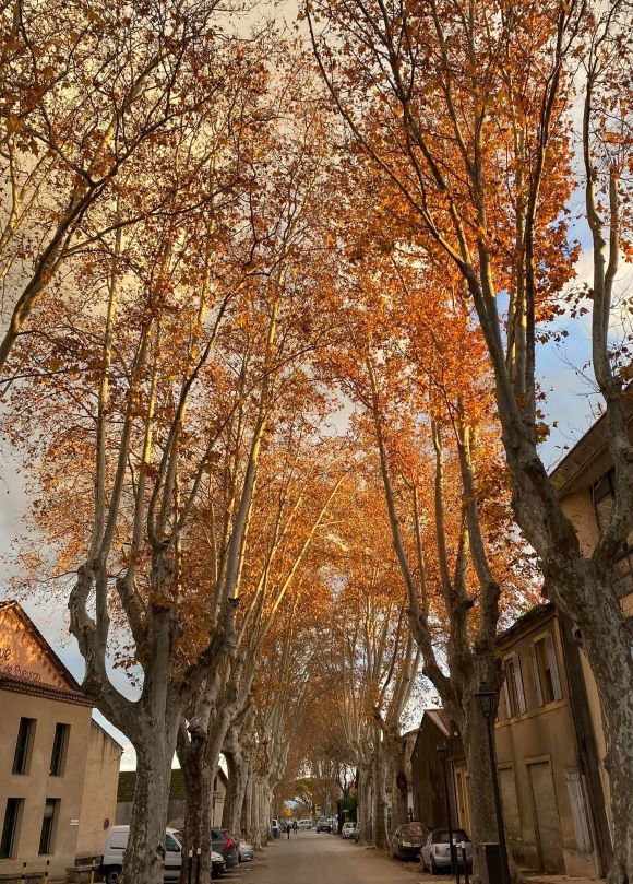 rue platanes voitures