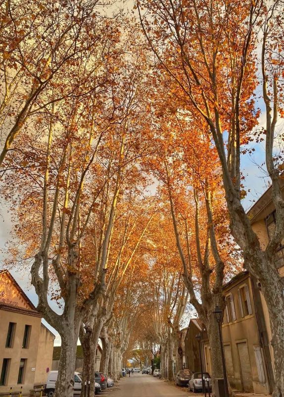 rue platanes voitures