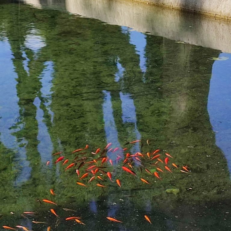 Poissons rouge dans l'étang de Cucuron