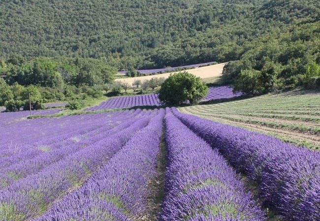 auribeau champs de lavandes